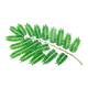 Chanca Piedra Extract