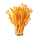 Cordyceps Extract