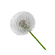Dandelion Extract