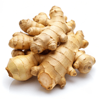GINGER