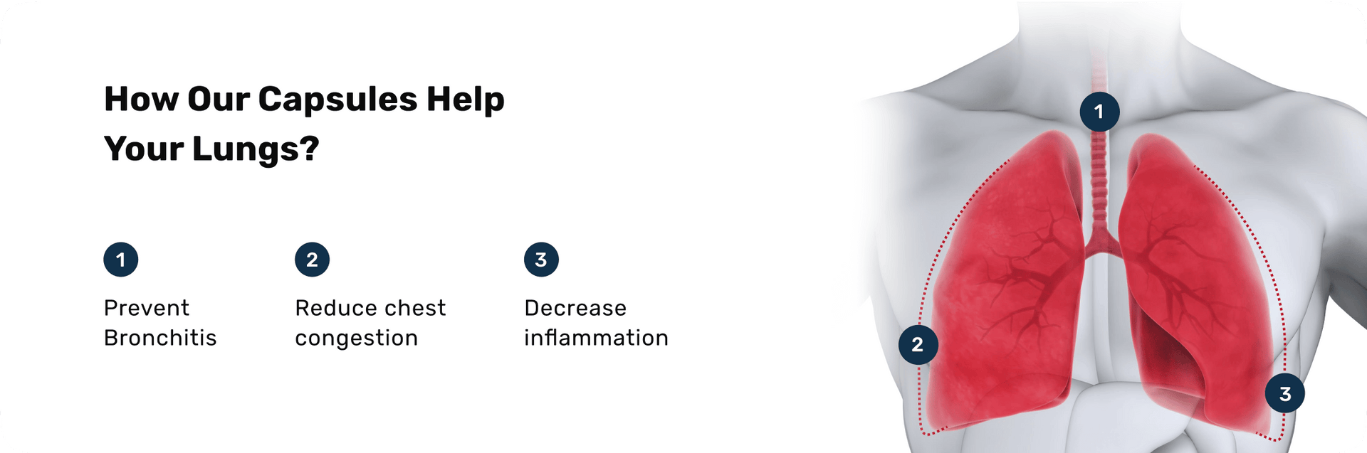 files/How_our_Capsules_help_your_Lungs.png