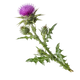 Milk Thistle Extract