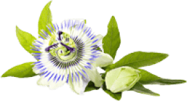  Passion Flower 