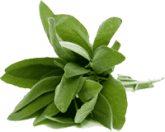  Sage Extracts 