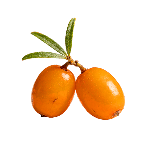 files/Sea_Buckthorn.png