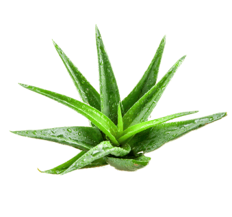  Aloe Vera 