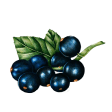 Black Currant