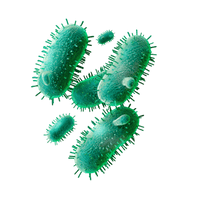 Lactobacillus Rhamnosus & Bifidobacterium Bifidum (1 Billion CFU)